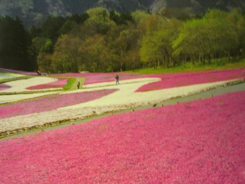 綺麗ですね。でも、うちの嫁の「歩くなら行かない」。このブレないに感じ、さすがです。
