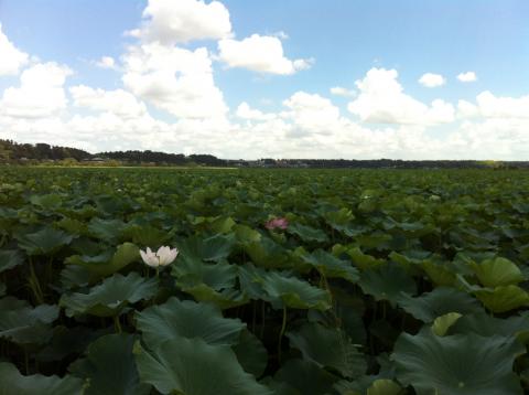 手賀沼トライアスロン大会 コース清掃・確認会参加
