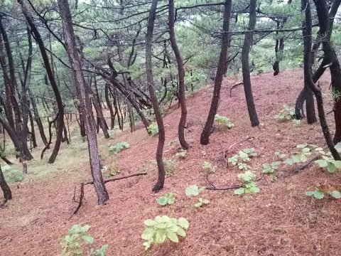 ふかふかの松林と特徴的な微地形。日本屈指の「走れる森」です。