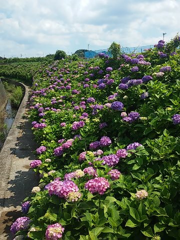 通勤RUN。大熊川の紫陽花が一部 咲き始