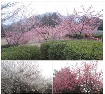 緑道沿いの河津桜、白梅、紅梅（桃か？）