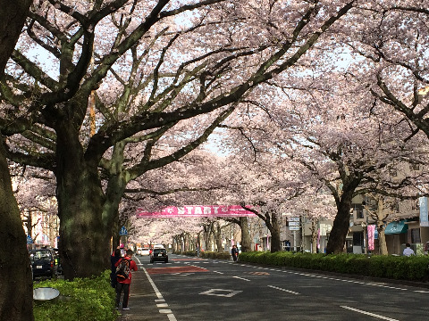 スタート地点は桜のトンネル