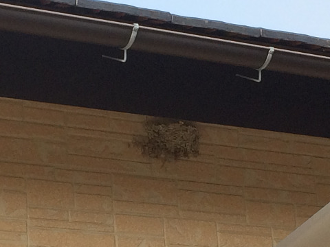 燕の巣、　燕は安全な所に巣作りをするので、田舎では家の安泰のしるしとされてる。　ホントかな？