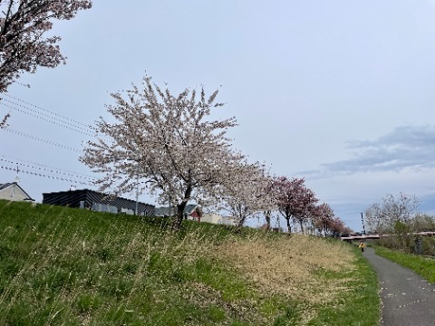 新川通りの桜並木。　きれい！！
