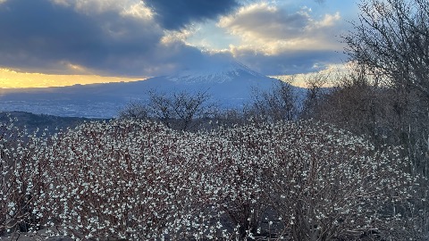 矢倉岳のミツマタ