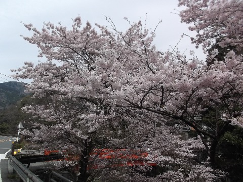 大山参道の桜