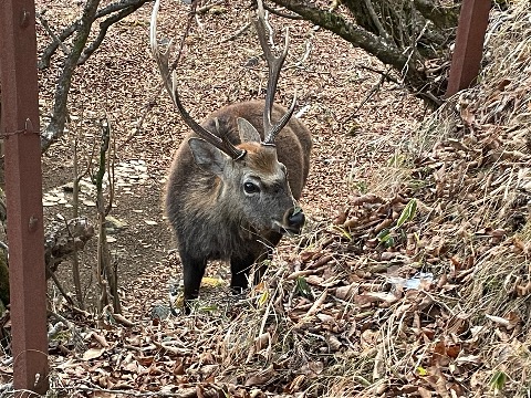 山頂でオスの鹿くんと遭遇