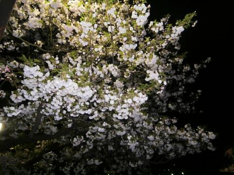 神宮外苑の八重桜　まだまだ見頃です！