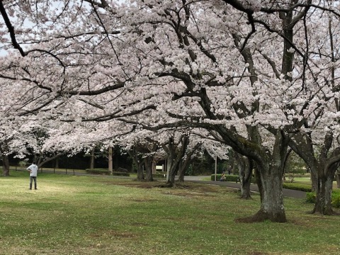 大庭城址公園の桜も満開