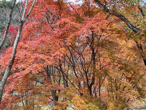 12月だというのに