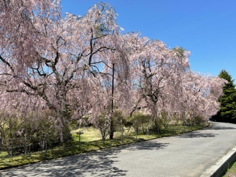 富士浅間神社付近の枝垂れ桜