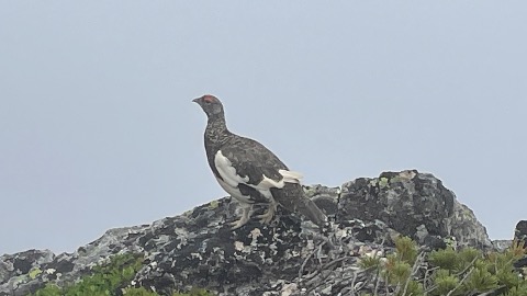 久しぶりに雷鳥に出会う