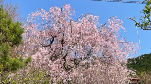 蓑毛バス停付近の遅咲きの桜