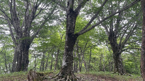 御正体山山頂のブナの巨木