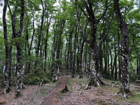 小岳山頂のブナ林