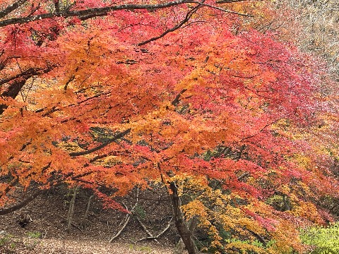 標高５４０mの西丹沢自然教室周辺の紅葉はまだ見頃。