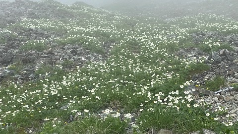北岳山頂直下　ハクサンイチゲの大群落