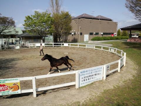 これは「馬のポニー」でして…本物の「ポニーちゃん」というのはですねぇ～...もうええって！