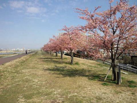 カズさんのブログでおなじみ、河津桜。
ここから我が家までは徒歩１０分程。