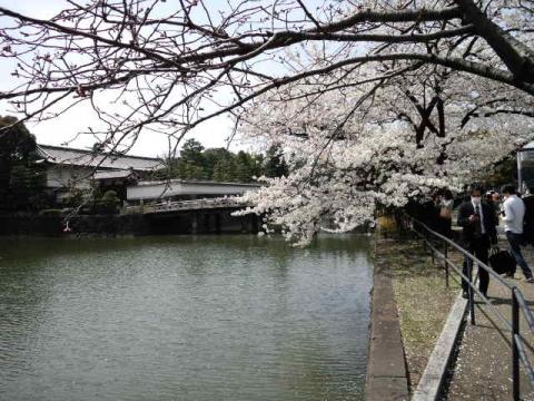 平川橋と桜～♪