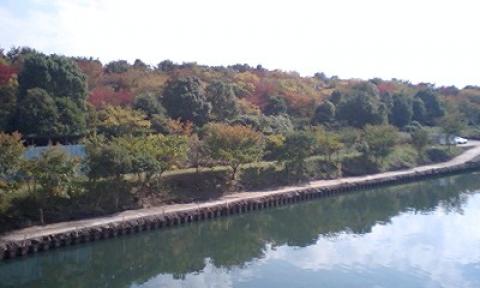 小名木川から荒川河川敷へと続く道
小松川公園の紅葉が綺麗でした