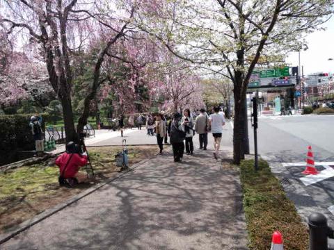 この辺りが坂の頂上
桜が綺麗！