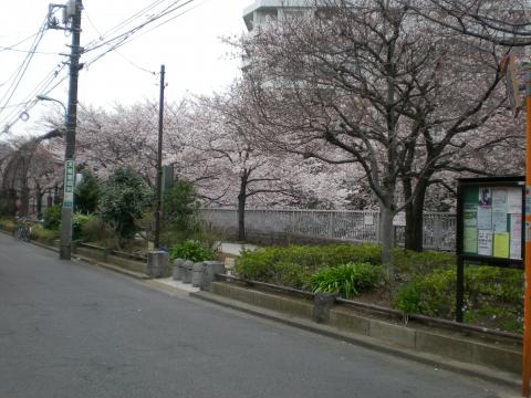 小滝橋から西新宿まで桜並木。
