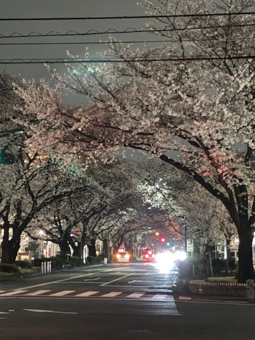 市役所通りの夜桜。